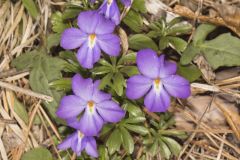 Bird's Foot Violet, Viola pedata