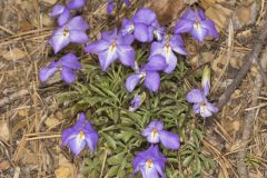 Bird's Foot Violet, Viola pedata