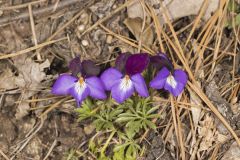 Bird's Foot Violet, Viola pedata