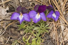 Bird's Foot Violet, Viola pedata