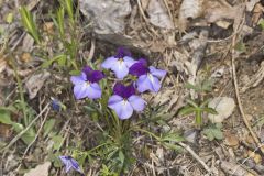 Bird's Foot Violet, Viola pedata