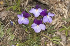 Bird's Foot Violet, Viola pedata