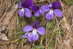 Bird's Foot Violet, Viola pedata