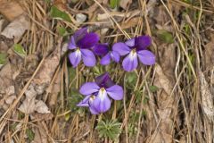 Bird's Foot Violet, Viola pedata