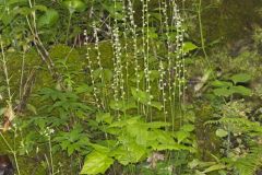 Bishop's Cap, Mitella diphylla