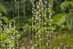 Bishop's Cap, Mitella diphylla