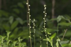 Bishop's Cap, Mitella diphylla