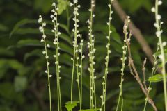 Bishop's Cap, Mitella diphylla