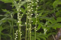 Bishop's Cap, Mitella diphylla