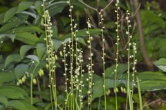 Bishop's Cap, Mitella diphylla