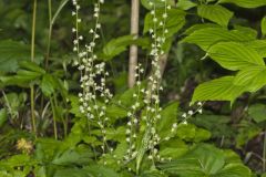 Bishop's Cap, Mitella diphylla