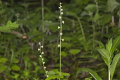 Bishop's Cap, Mitella diphylla