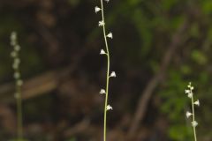 Bishop's Cap, Mitella diphylla
