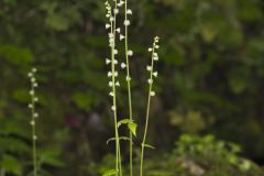 Bishop's Cap, Mitella diphylla