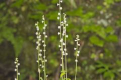 Bishop's Cap, Mitella diphylla