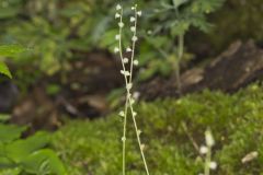 Bishop's Cap, Mitella diphylla