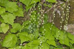 Bishop's Cap, Mitella diphylla