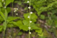 Bishop's Cap, Mitella diphylla