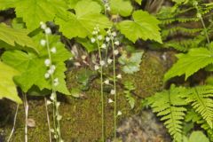 Bishop's Cap, Mitella diphylla