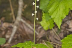 Bishop's Cap, Mitella diphylla