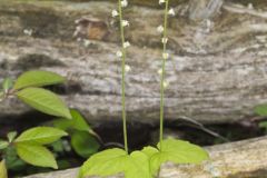 Bishop's Cap, Mitella diphylla