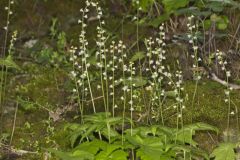 Bishop's Cap, Mitella diphylla