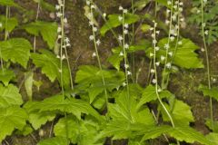 Bishop's Cap, Mitella diphylla