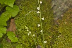 Bishop's Cap, Mitella diphylla