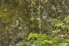 Bishop's Cap, Mitella diphylla