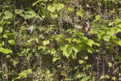 Bishop's Cap, Mitella diphylla