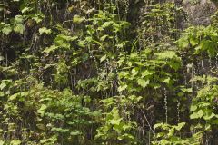 Bishop's Cap, Mitella diphylla