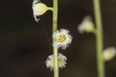 Bishop's Cap, Mitella diphylla