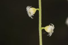 Bishop's Cap, Mitella diphylla