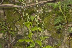 Bishop's Cap, Mitella diphylla