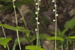 Bishop's Cap, Mitella diphylla