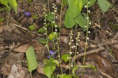 Bishop's Cap, Mitella diphylla