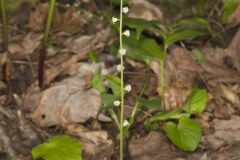 Bishop's Cap, Mitella diphylla