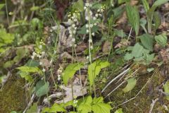 Bishop's Cap, Mitella diphylla