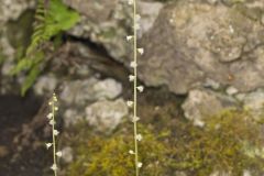 Bishop's Cap, Mitella diphylla