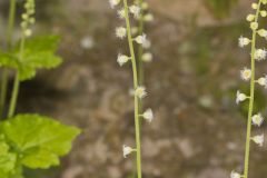 Bishop's Cap, Mitella diphylla