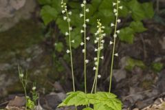 Bishop's Cap, Mitella diphylla