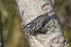 Black and White Warbler, Mniotilta varia