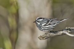 Black and White Warbler, Mniotilta varia