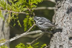 Black and White Warbler, Mniotilta varia