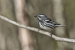 Black and White Warbler, Mniotilta varia