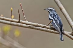 Black and White Warbler, Mniotilta varia