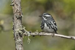 Black and White Warbler, Mniotilta varia