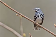 Black and White Warbler, Mniotilta varia