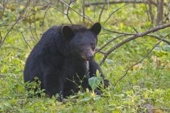 Black Bear, Ursus americanus