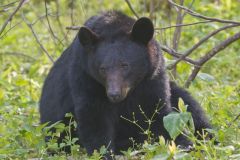 Black Bear, Ursus americanus